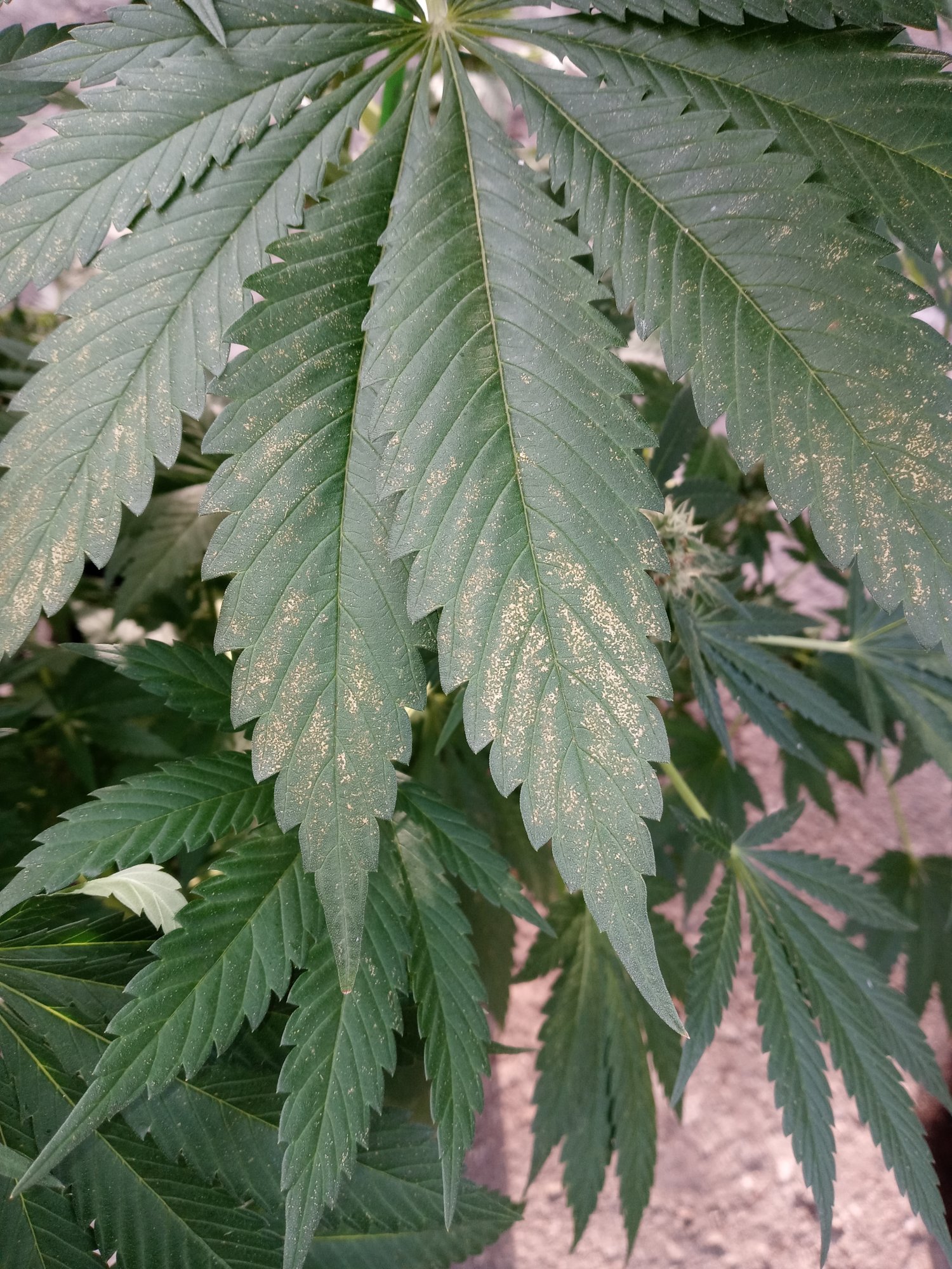Please help yellowy bronze dots on my plants cant find what it is anywhere 5