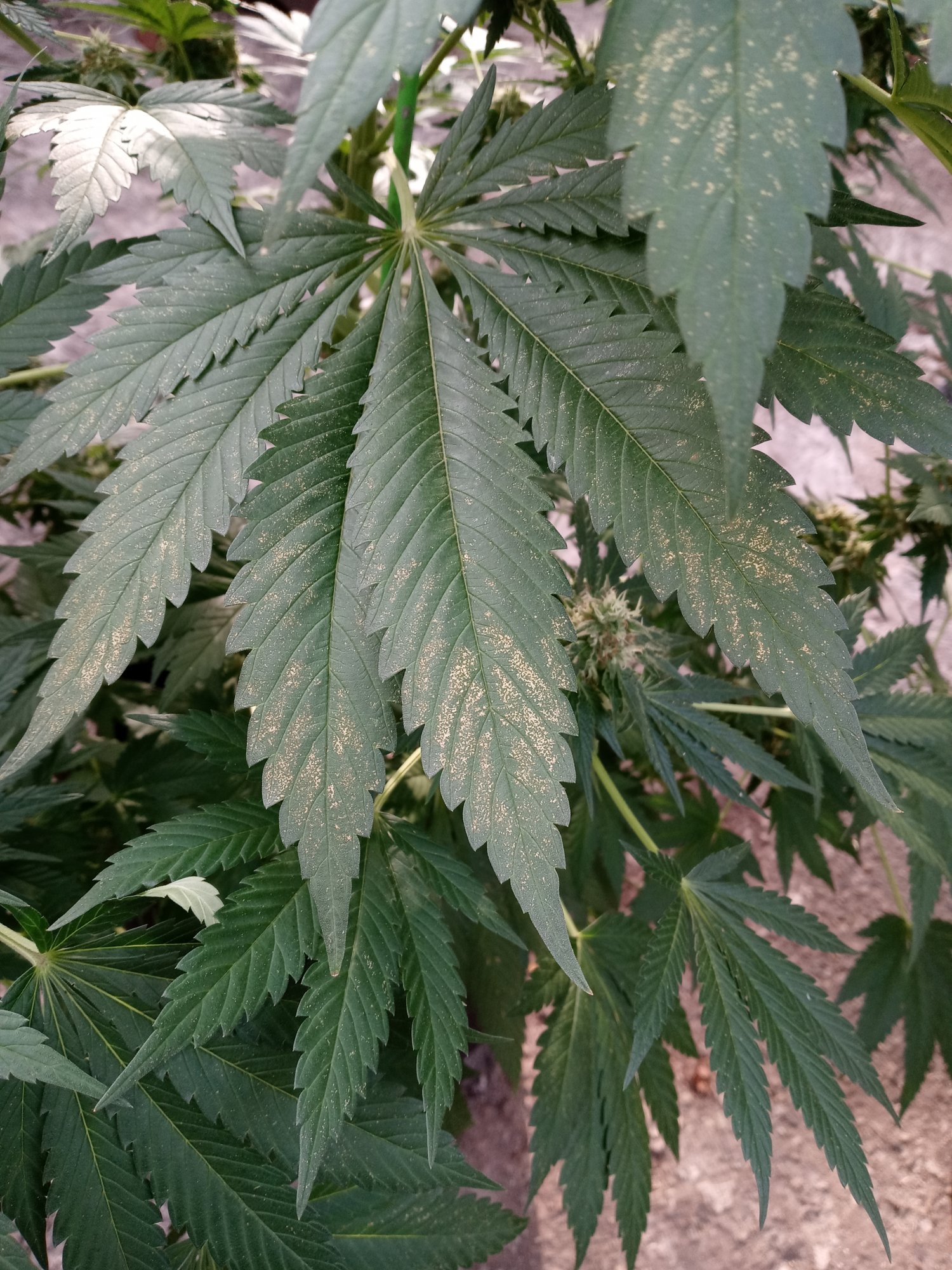 Please help yellowy bronze dots on my plants cant find what it is anywhere 6