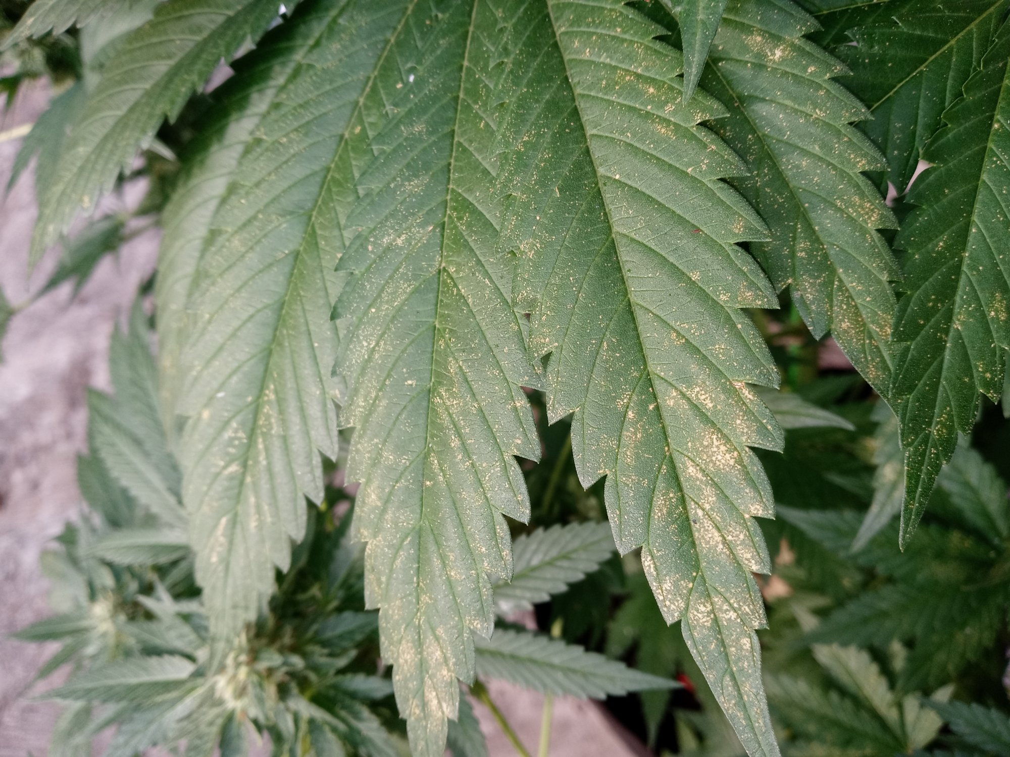 Please help yellowy bronze dots on my plants cant find what it is anywhere