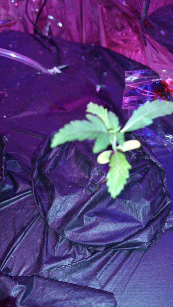 Please i need help with my 1st auto plants my green thumb isnt being so green 4