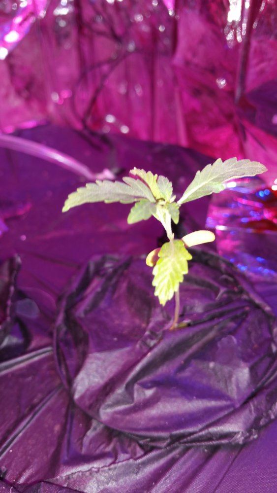 Please i need help with my 1st auto plants my green thumb isnt being so green 8