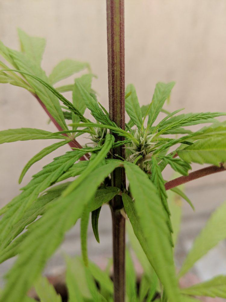 Please tell me if my plant is healthy or not first time grower 2