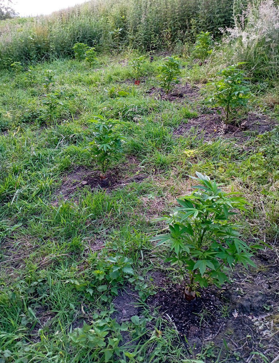 Plot1