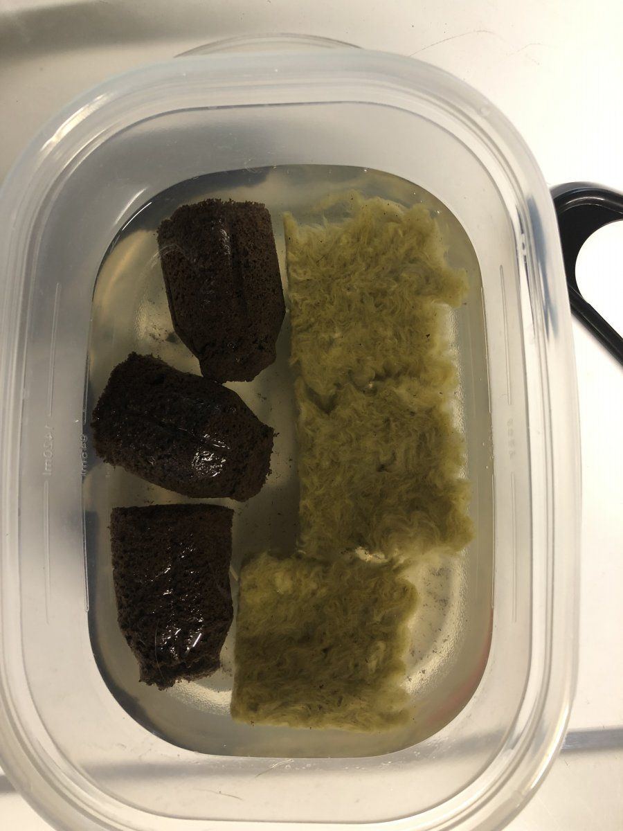 Plugs soaking