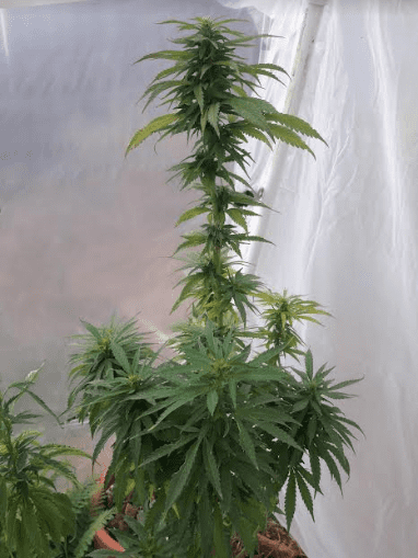 PlumberSoCalChemdawgxBrutusOGF372619