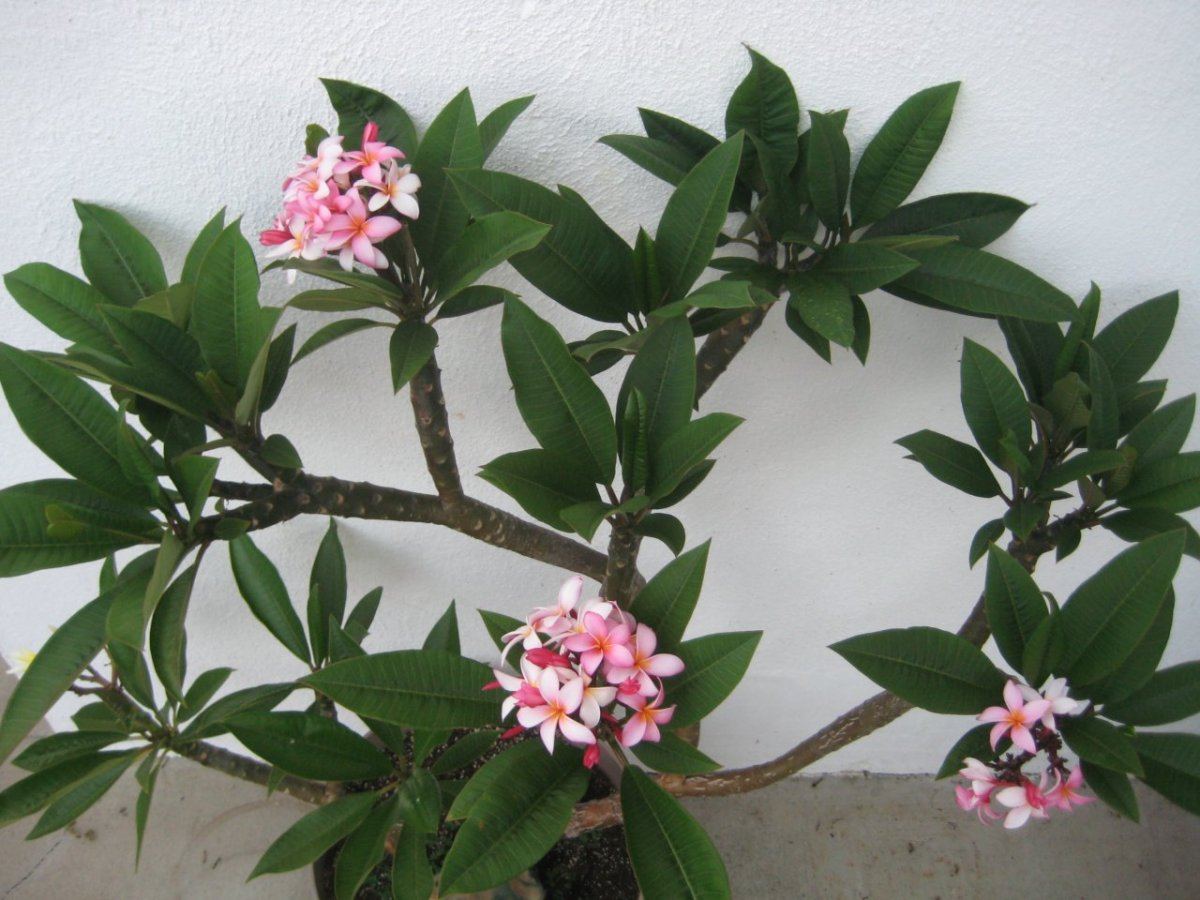 Plumerias 004
