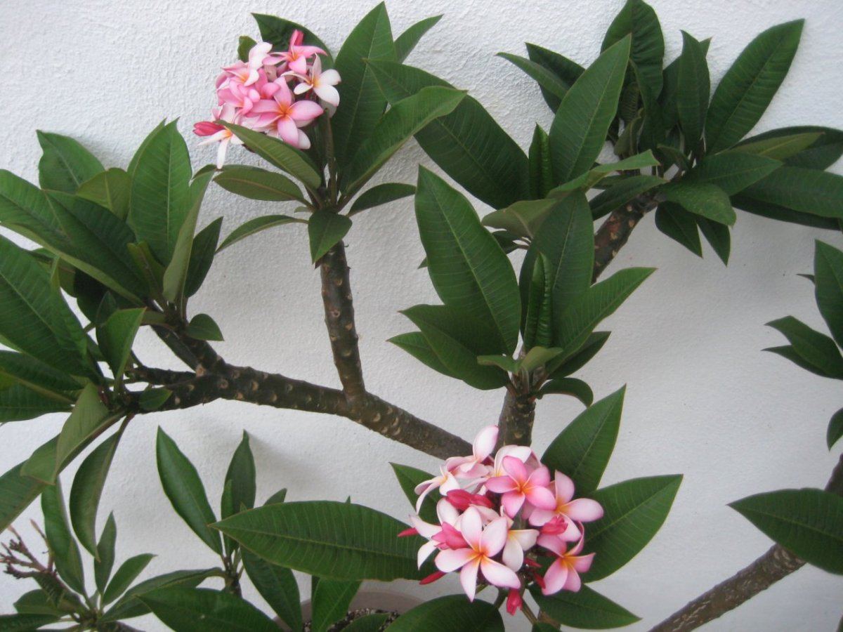 Plumerias 005