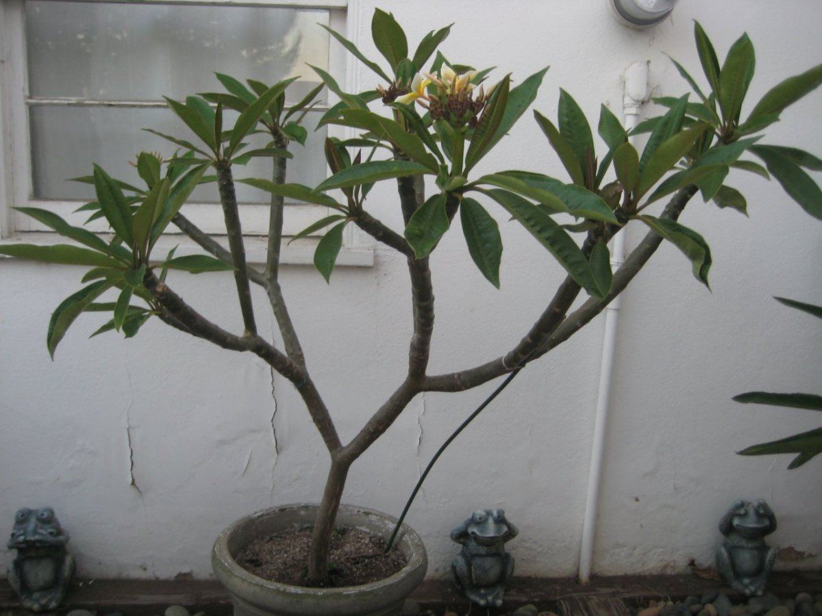 Plumerias 006