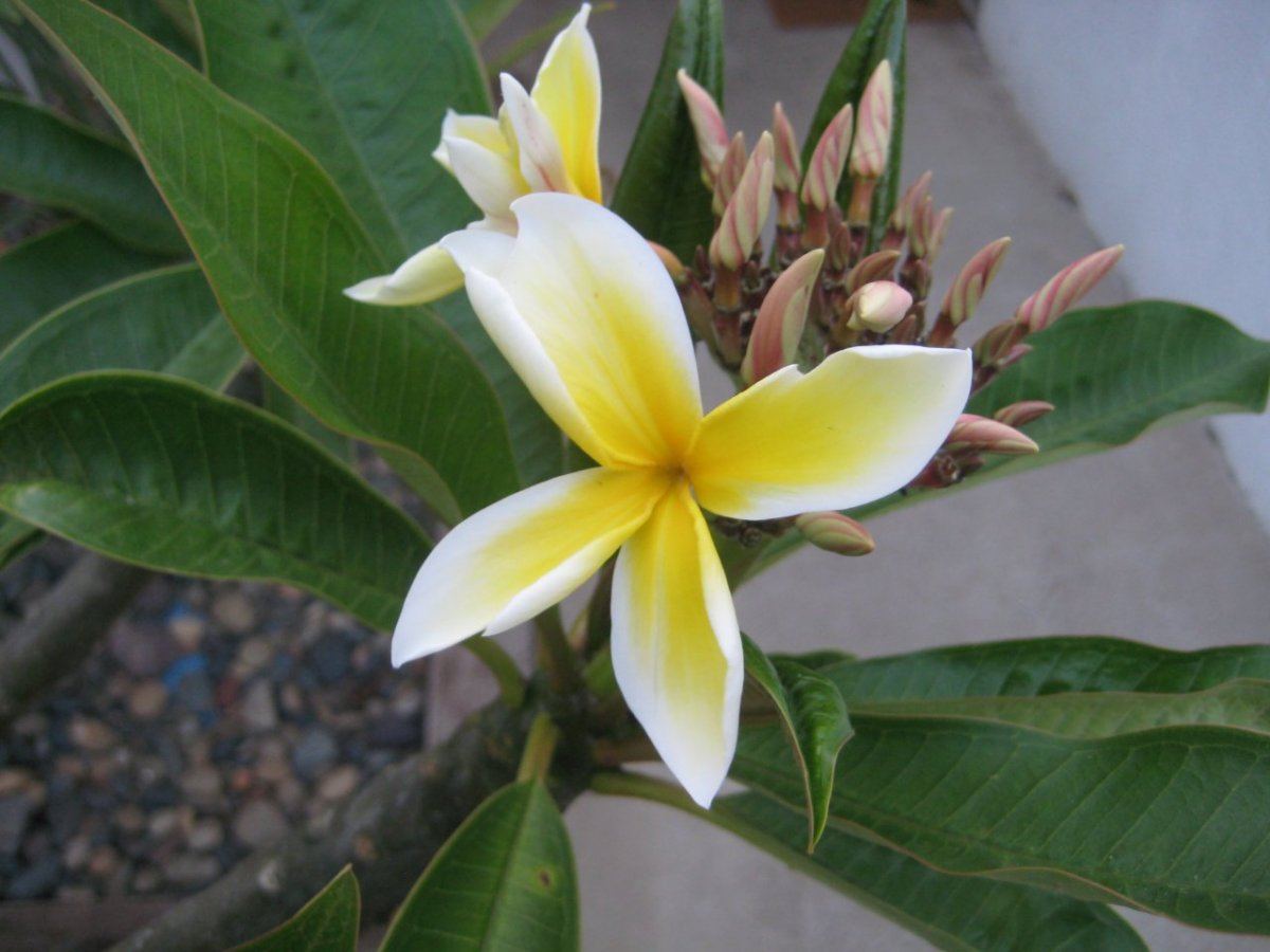 Plumerias 007