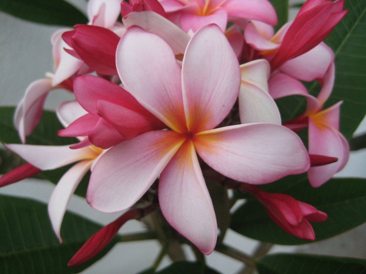 Plumerias 008