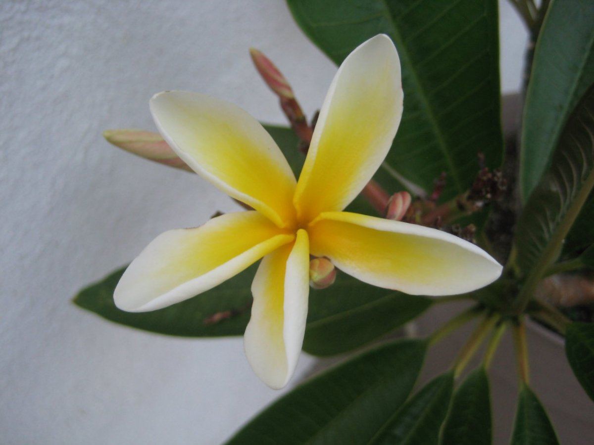 Plumerias 010