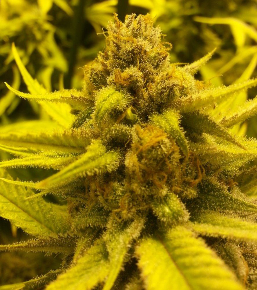 Plushberry   46 days 2