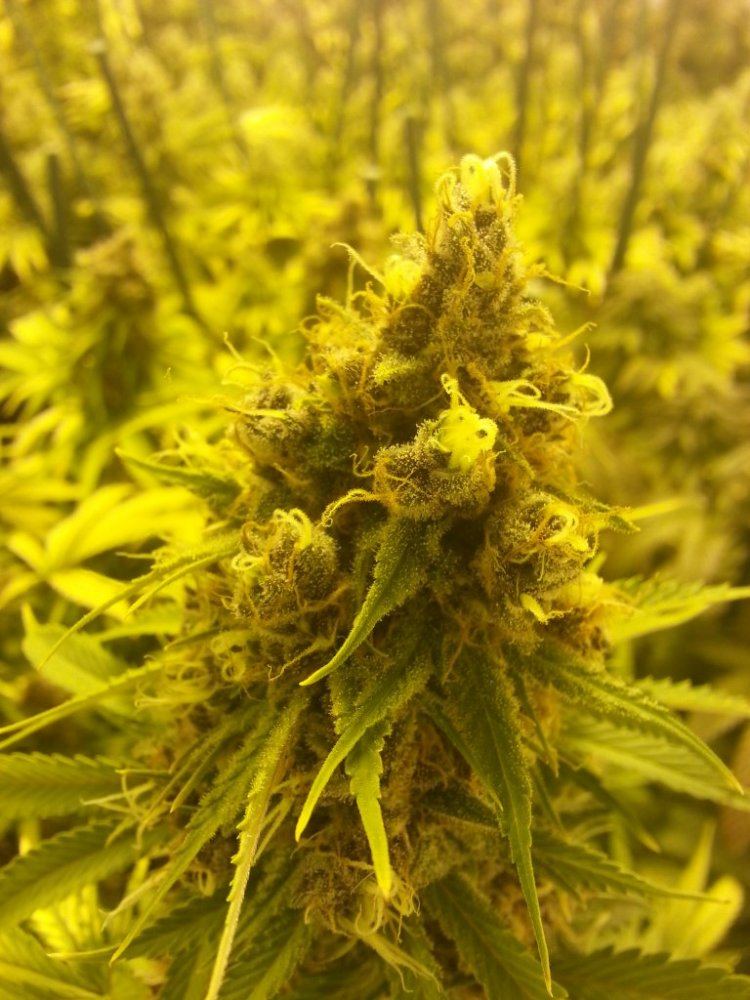 Plushberry   48 days