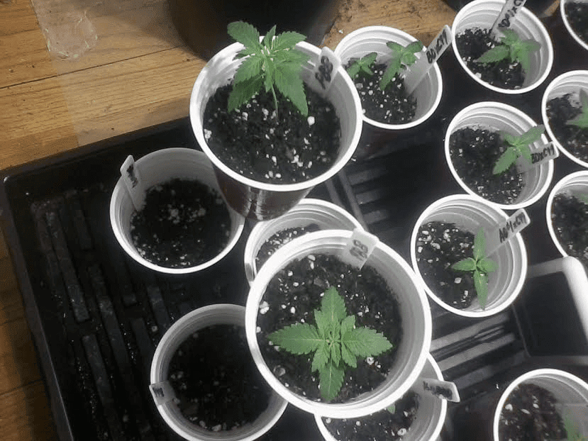 Plushberry Blast 13days