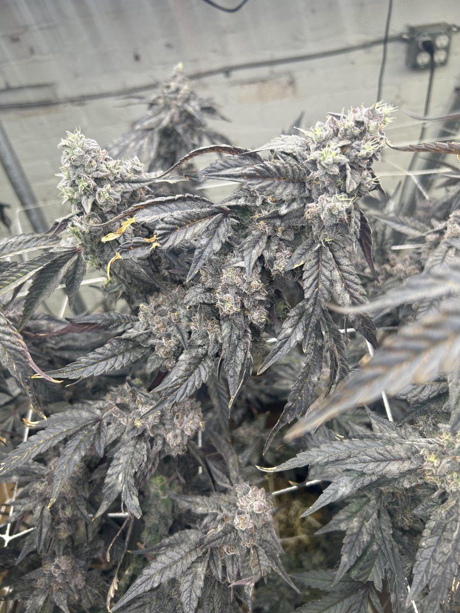 Pm at harvest doesnt spread during dry 3