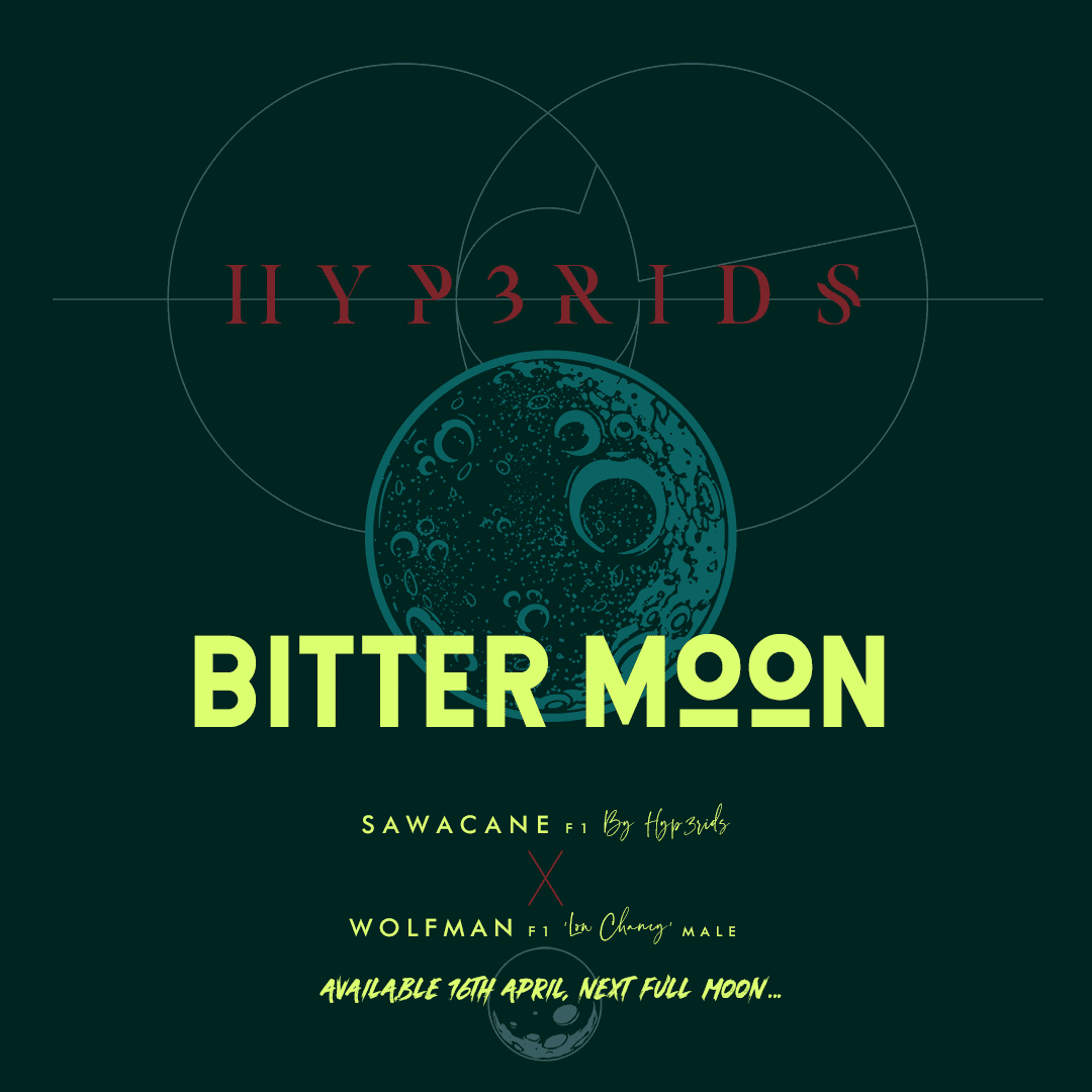 PM01 HYB WOLFMAN BITTERMOON 01 copy