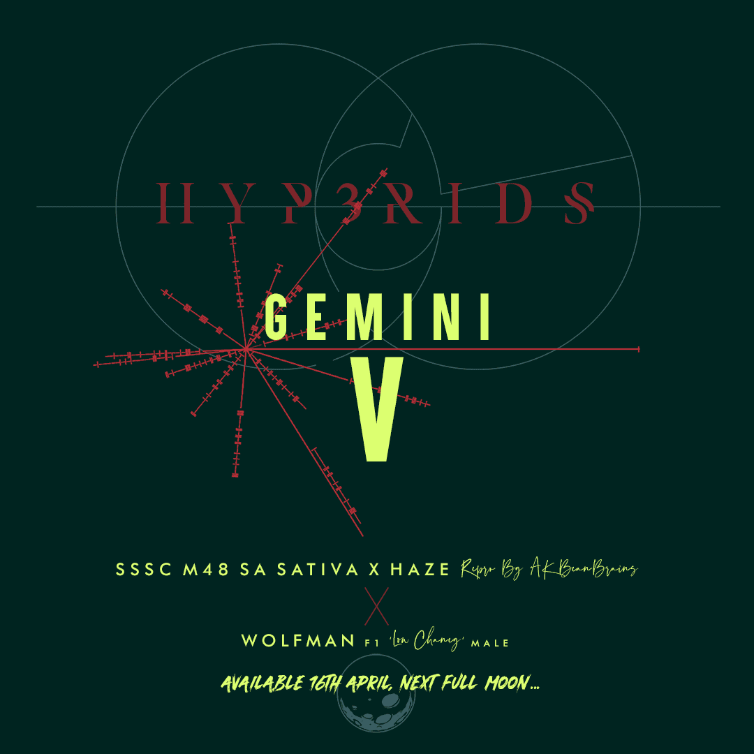 PM01 HYB WOLFMAN GEMINI V 01 copy