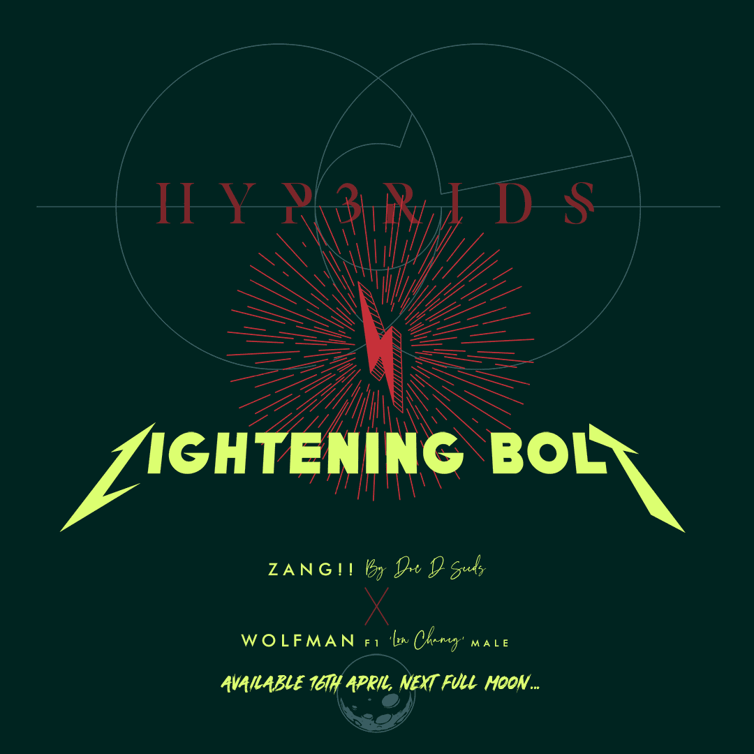 PM01 HYB WOLFMAN LIGHT BOLT copy