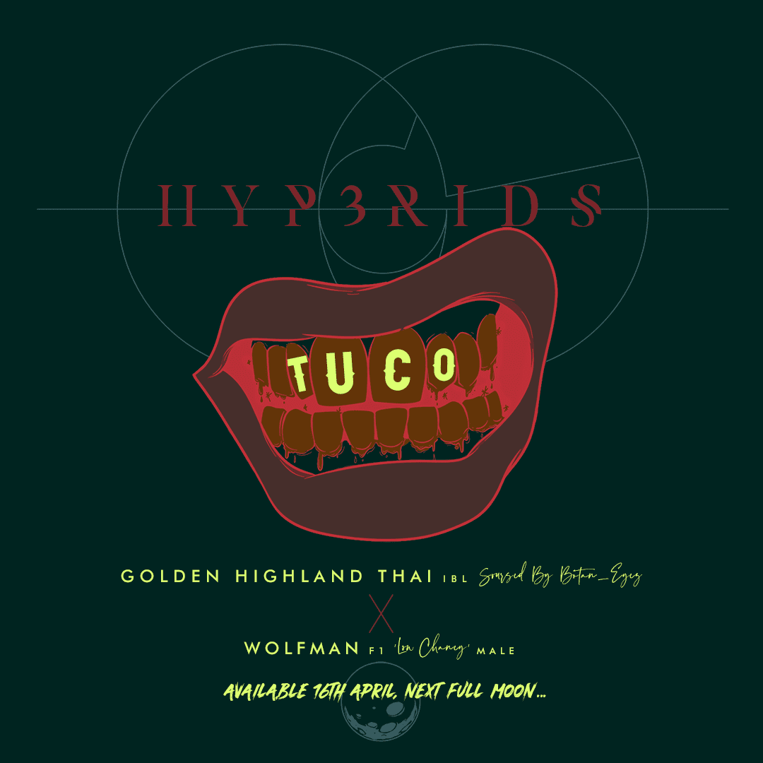 PM01 HYB WOLFMAN TUCO copy