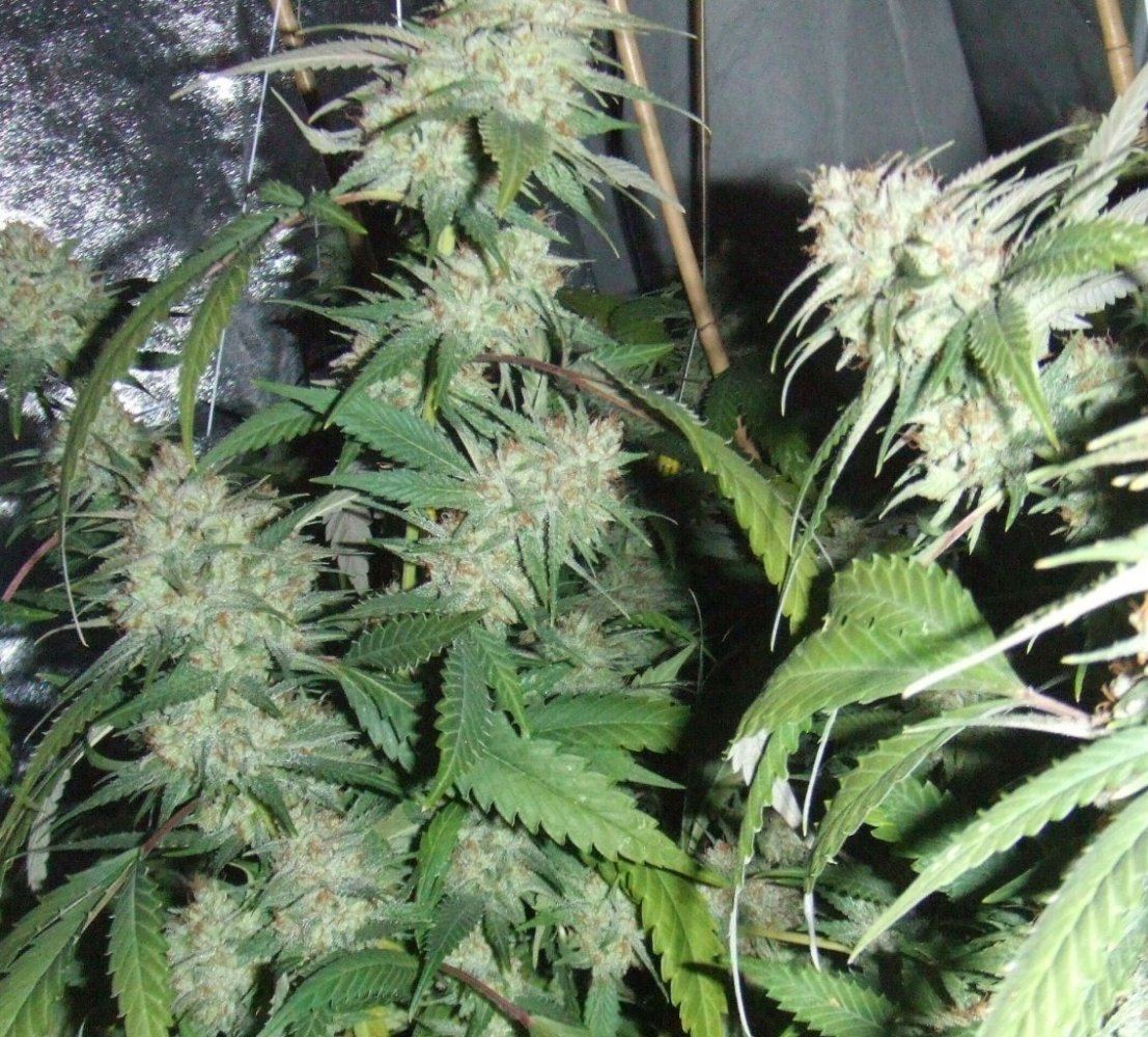 Pnn6