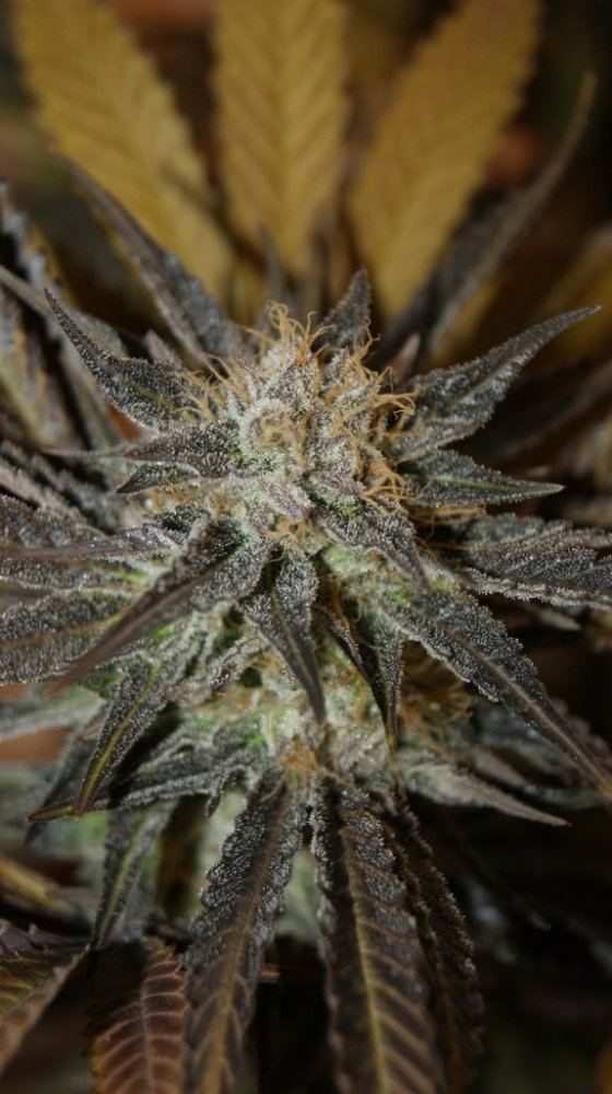 Pnw roots epic dank 3