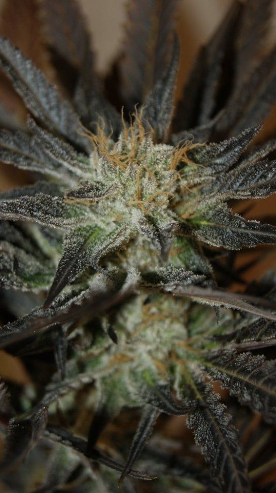 Pnw roots epic dank 4