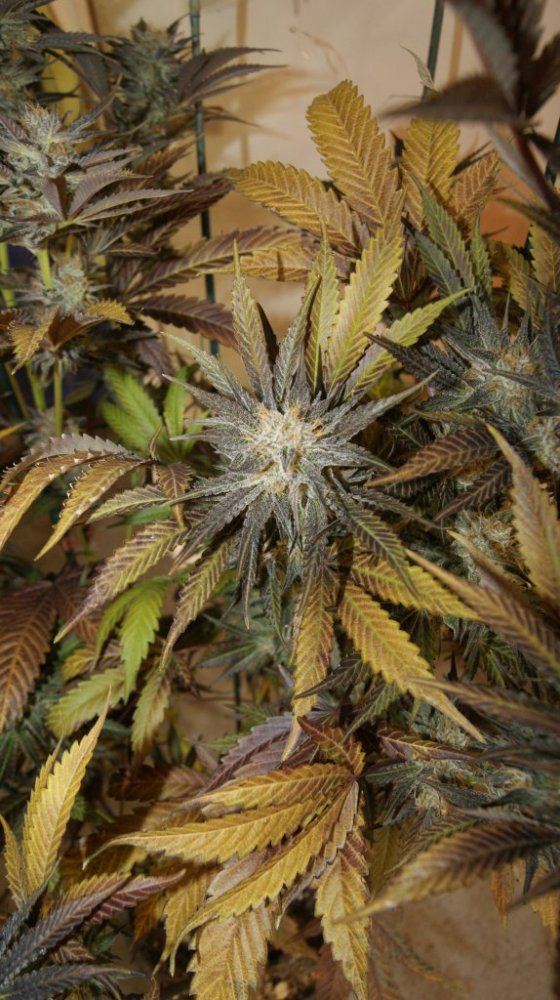Pnw roots epic dank 5