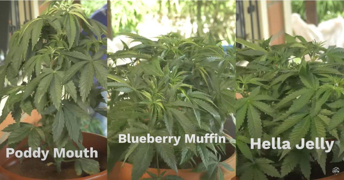 Poddy mouth seed to harvest taller than hella jellyblueberry muffin 8