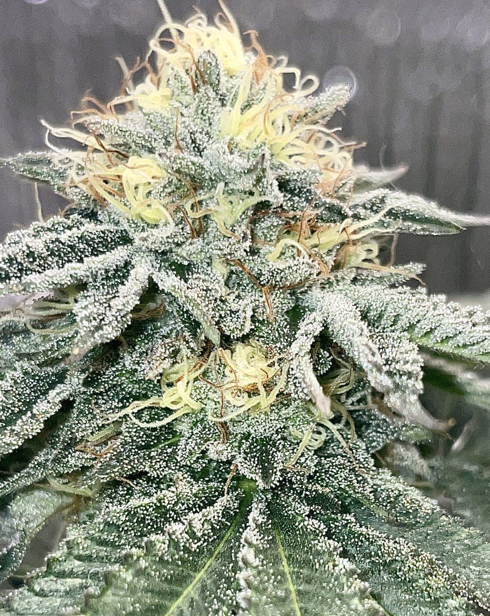 Point break living soil grow 3