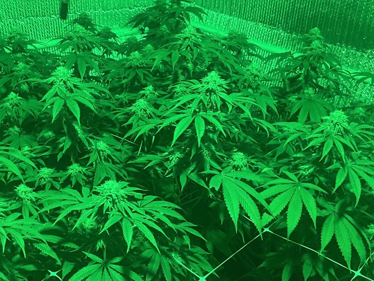 Point break living soil grow 4