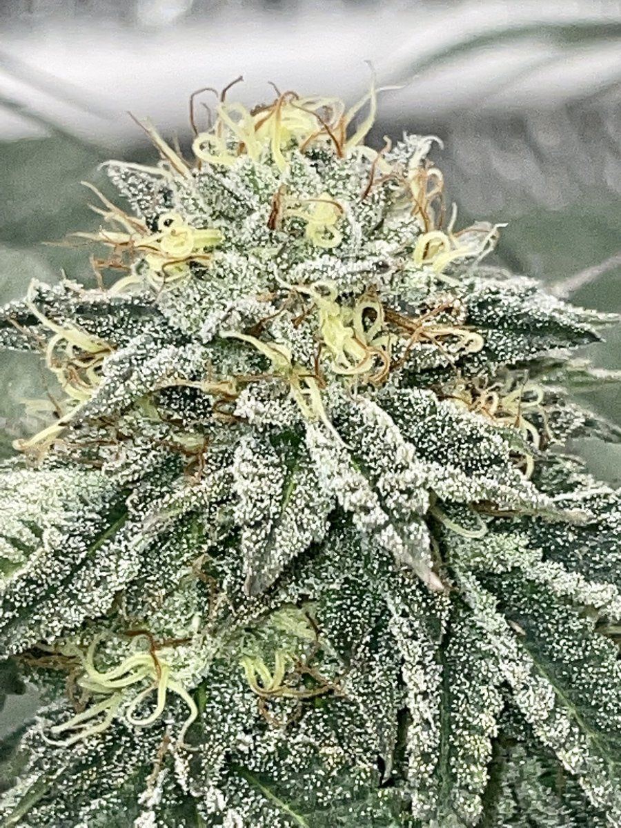 Point break living soil grow 5