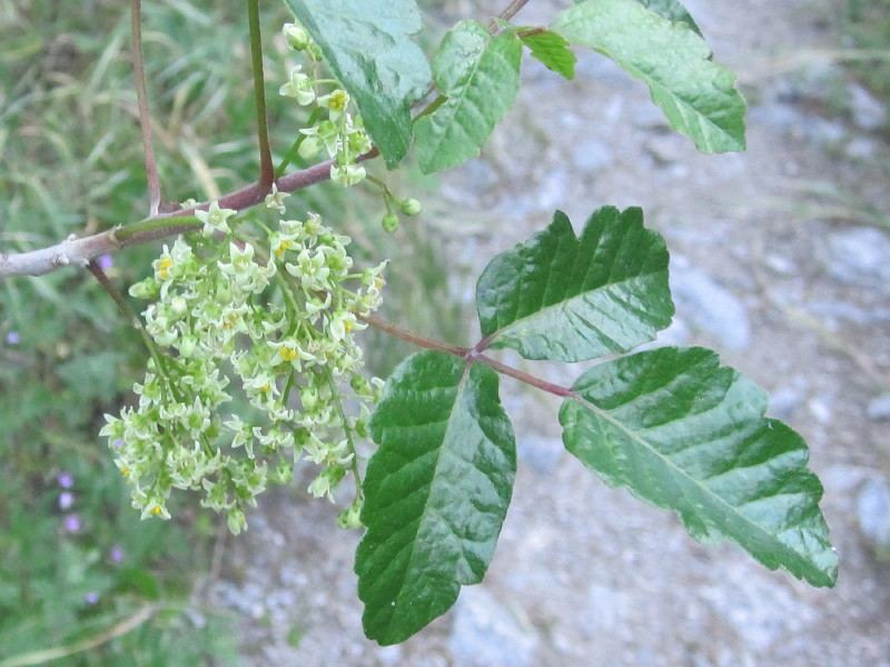 PoisonOak 1986 800