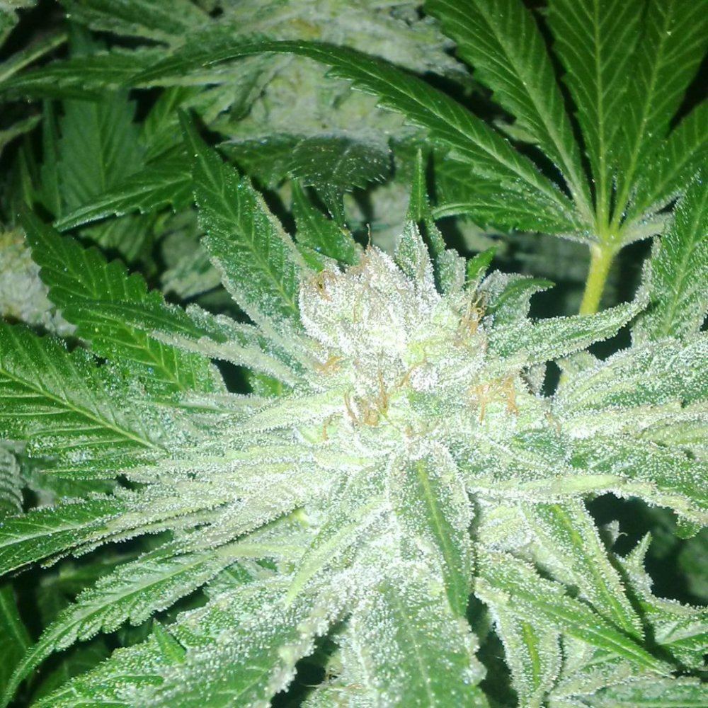 Poli purps f2