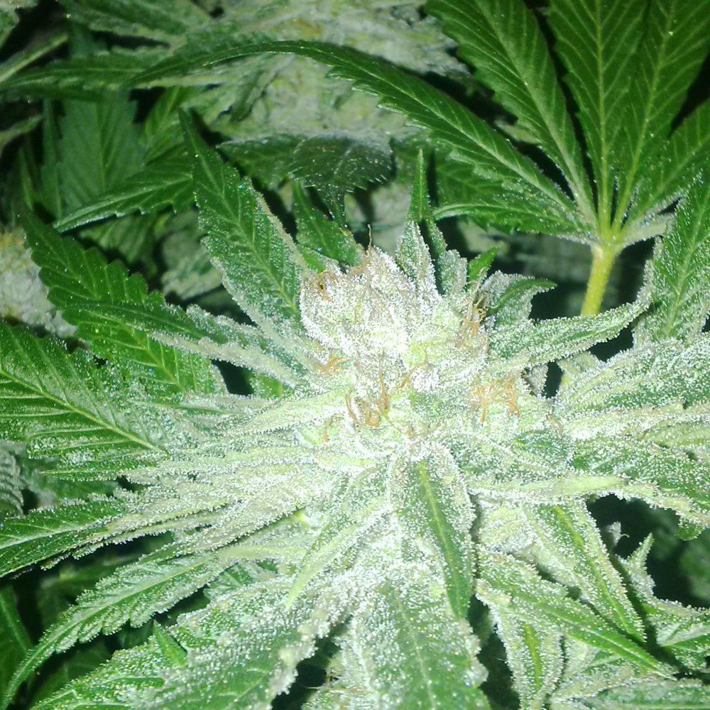 Poli purps f2