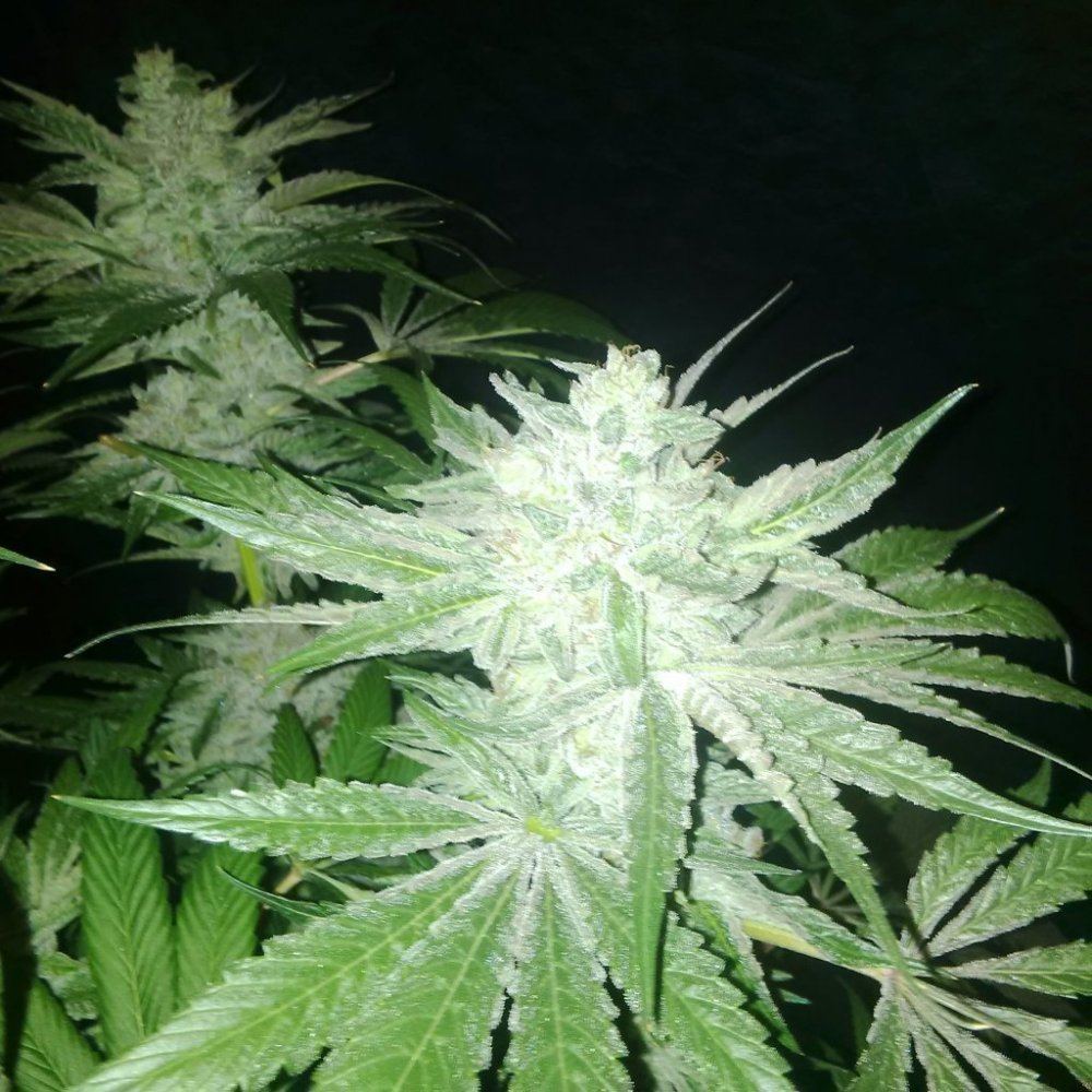 Poli purps f2 t