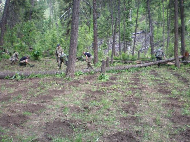Police bust biggest outdoor marijuana plantation ever found in oregon 3