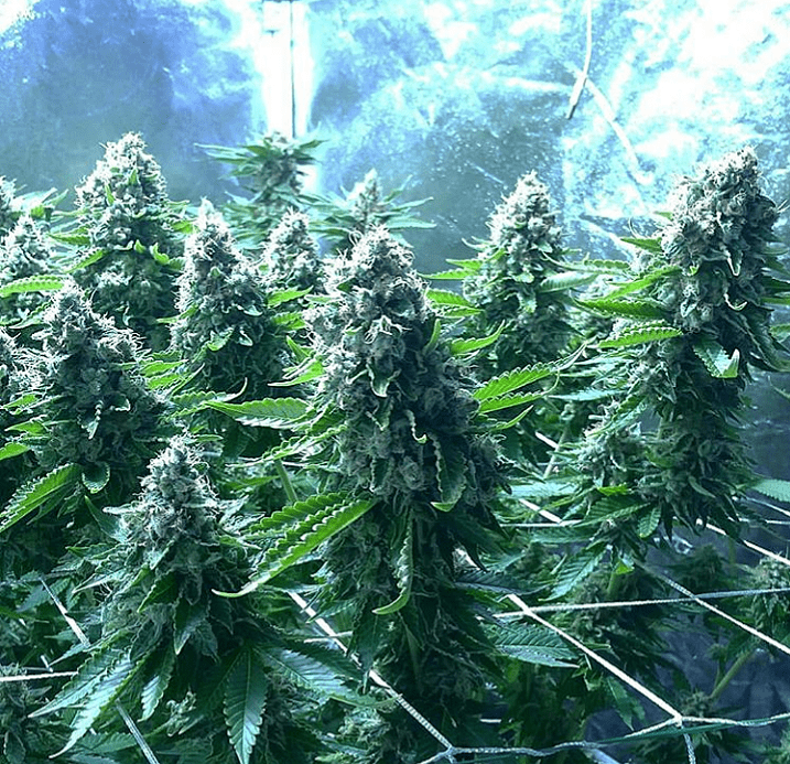Polish 20200220 171650675