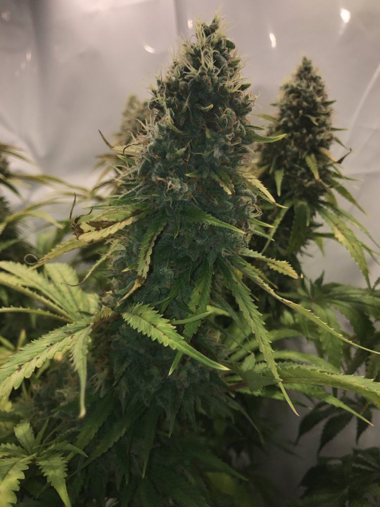 Poll  first plant critical kush harvest time 2