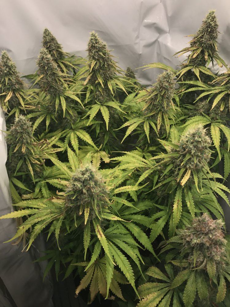Poll  first plant critical kush harvest time