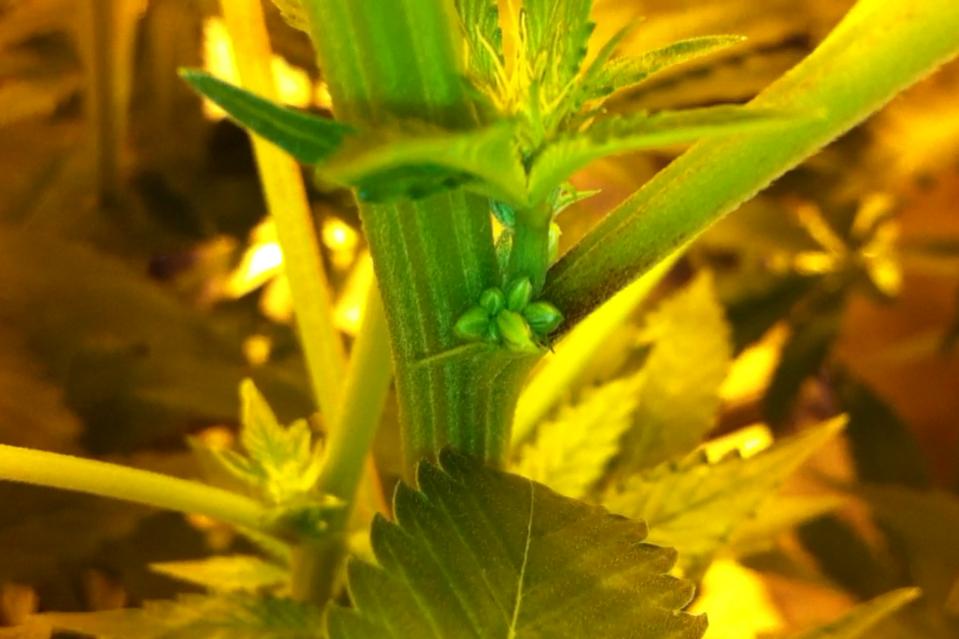 Pollen