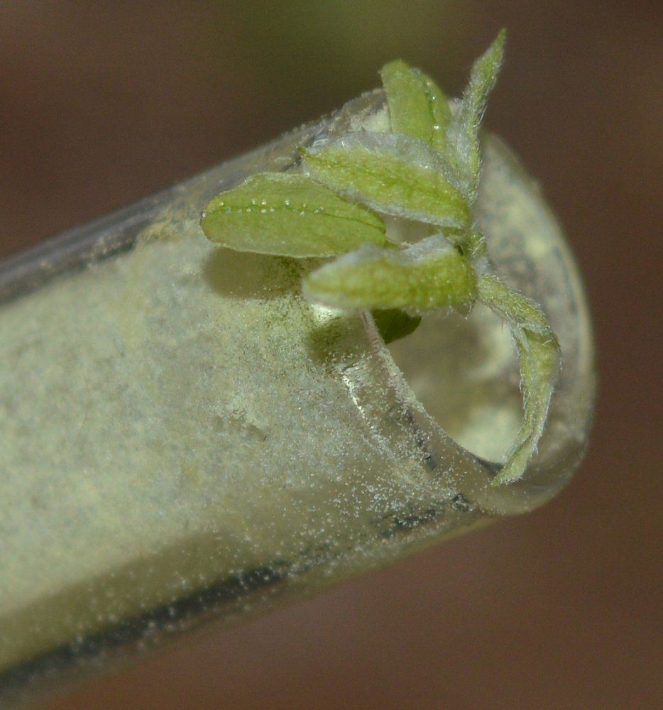 Pollen