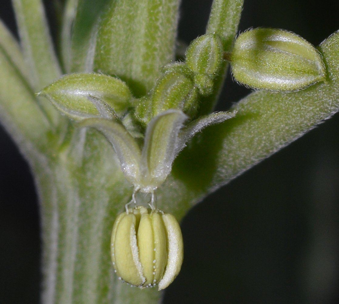 Pollen umbrella