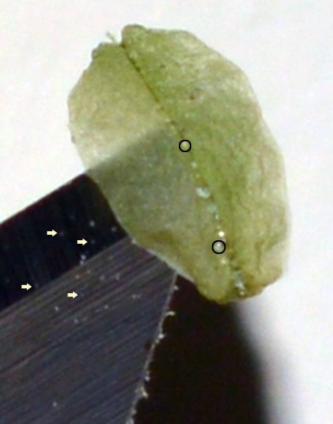 Pollen vs sepalglue