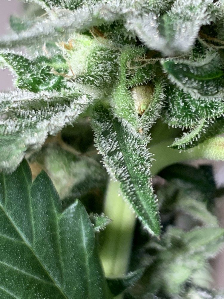 questions-about-harvesting-seeds-thcfarmer-cannabis-cultivation-network