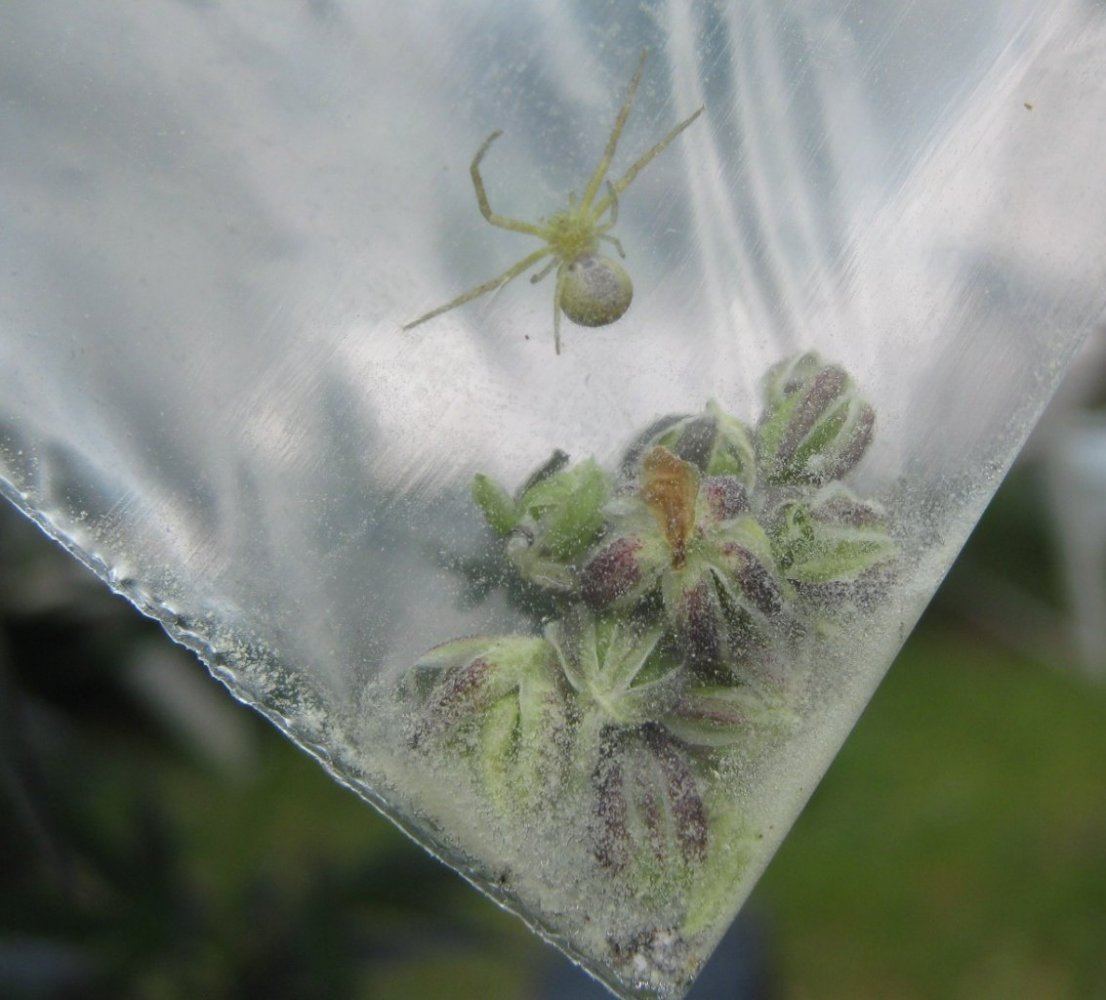 Pollenspider