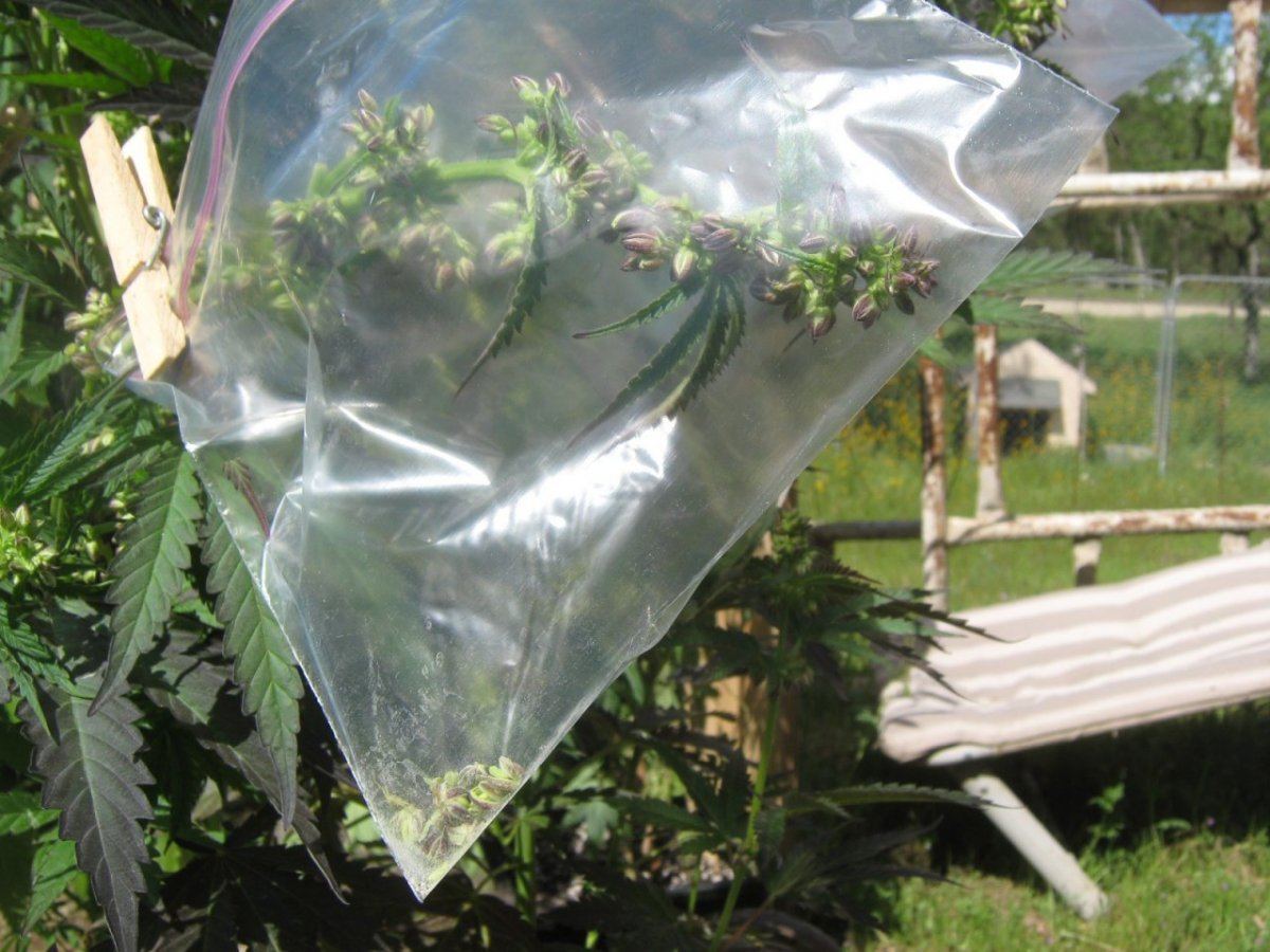Pollenziplock