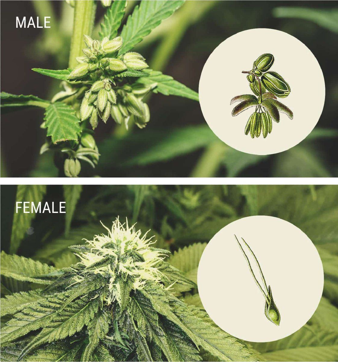 Pollinated EN 042