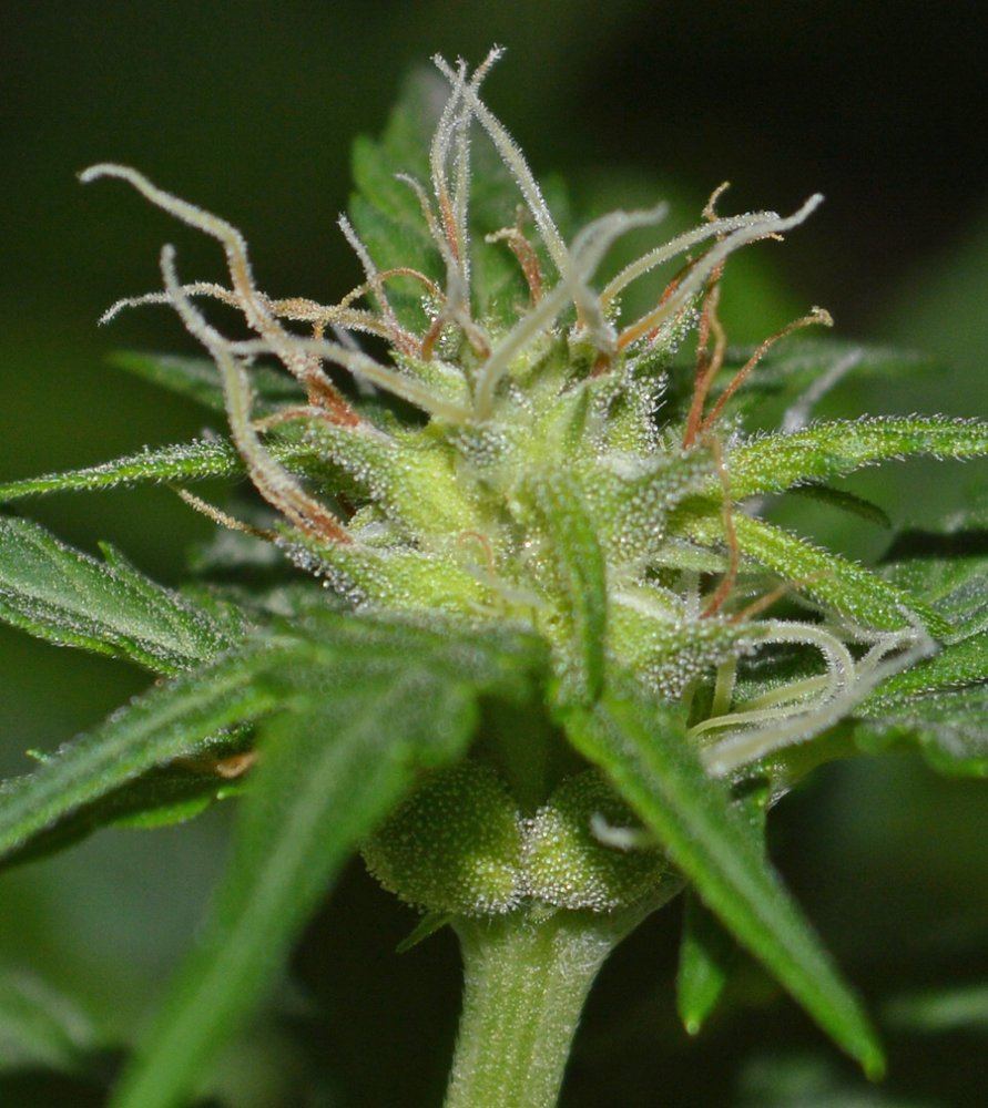 Pollinated