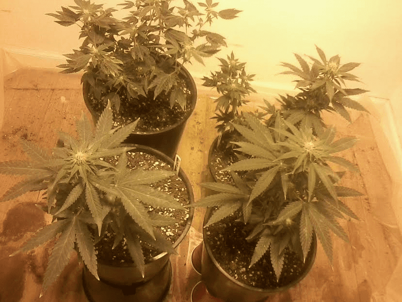 Pollinationdone121