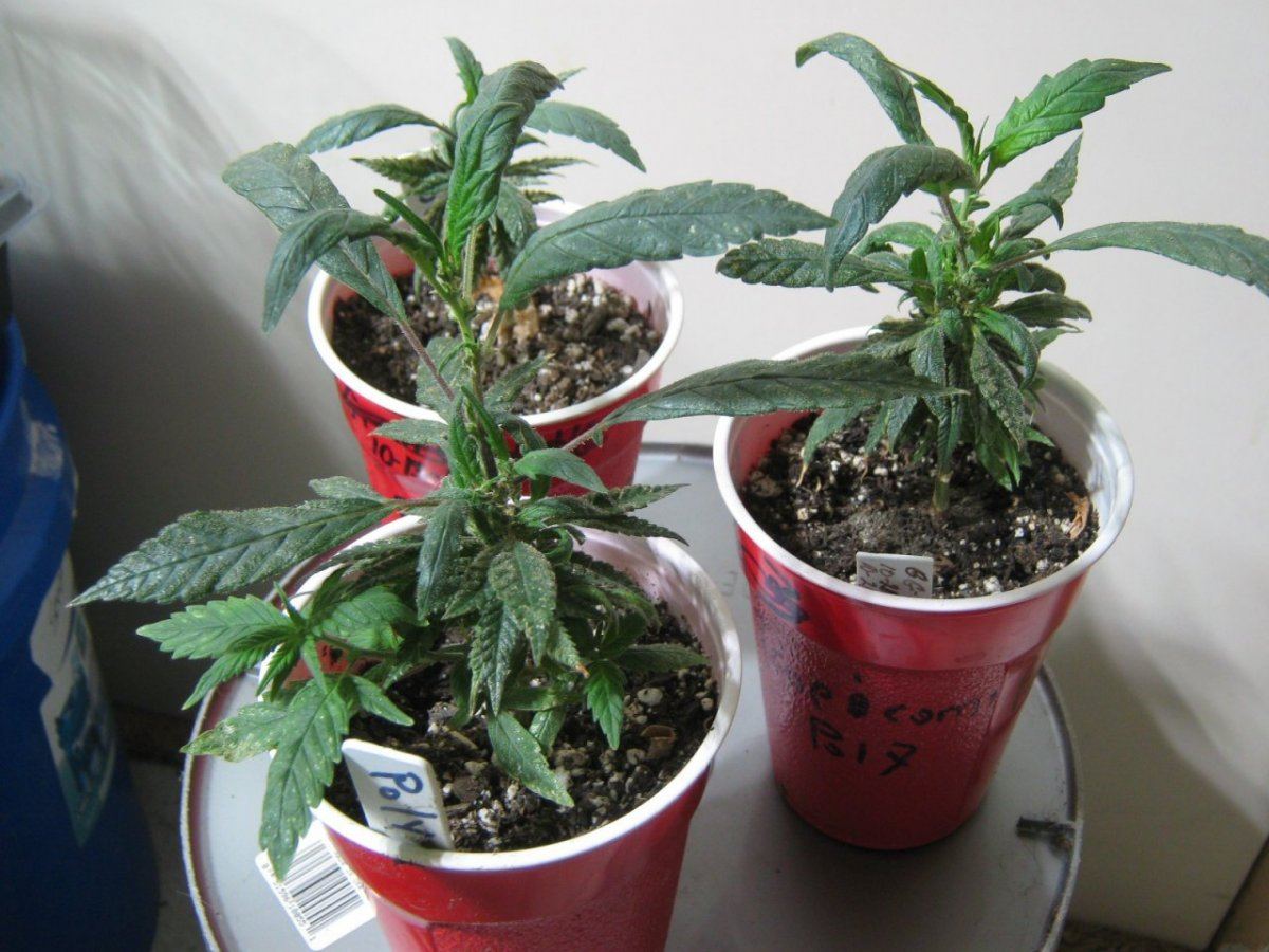 Polyclones1 13